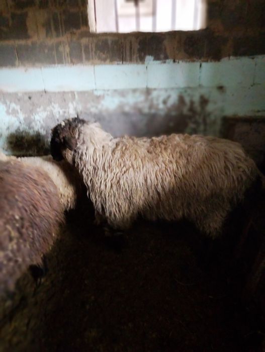 Продается овца мерин