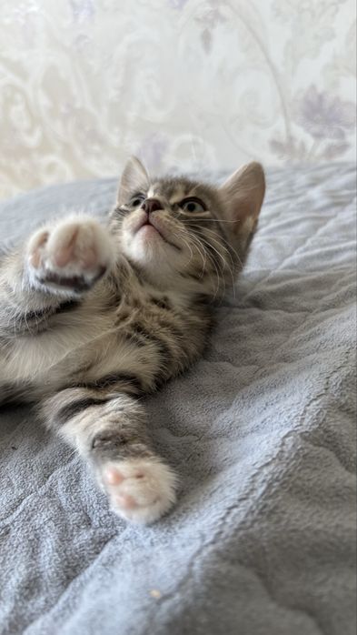 Отдам котят в хорошие руки