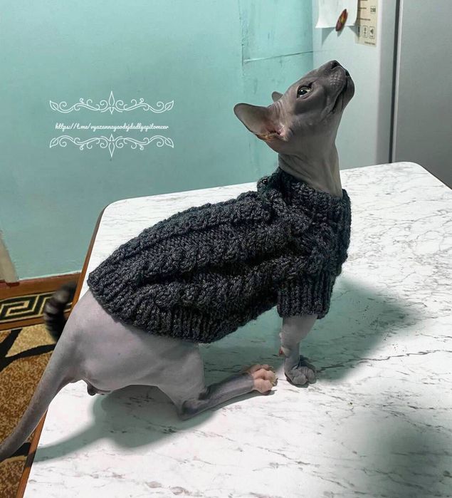 Вязаная одежда для сфинксов