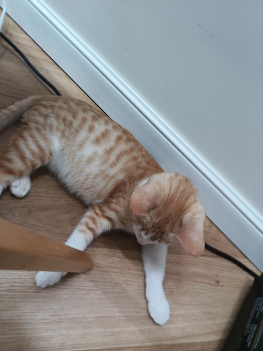 Котенок в добрые руки