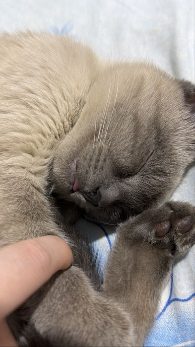 кошечка лапочка милашка