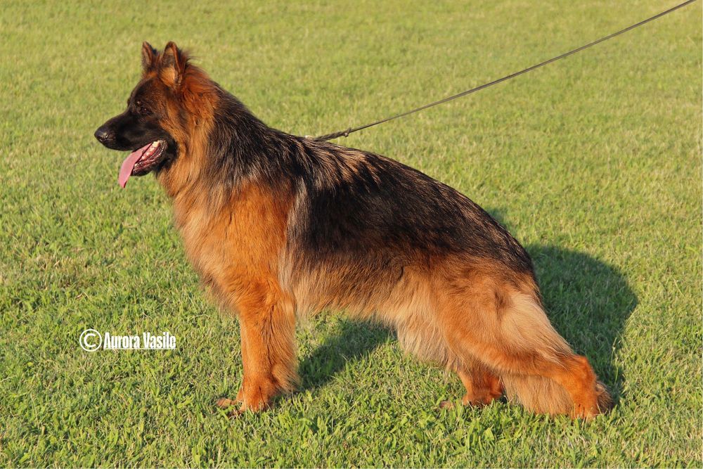 Mascul par lung cu pedigree top