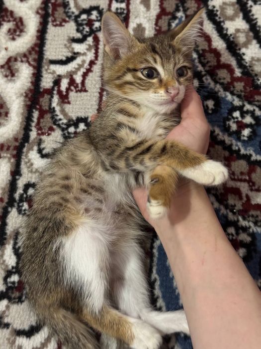 Mushukcha котята