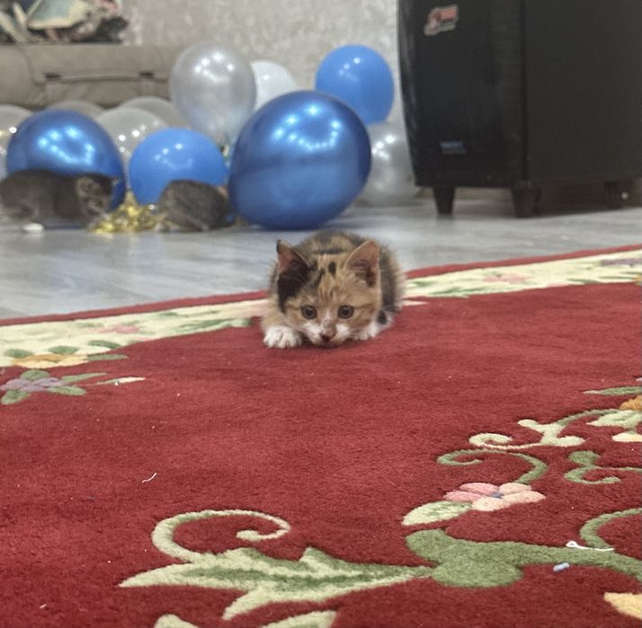 Отдам даром в добрые руки