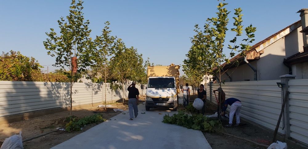 Vindem copaci foiosi platan de mai multe dimensiuni