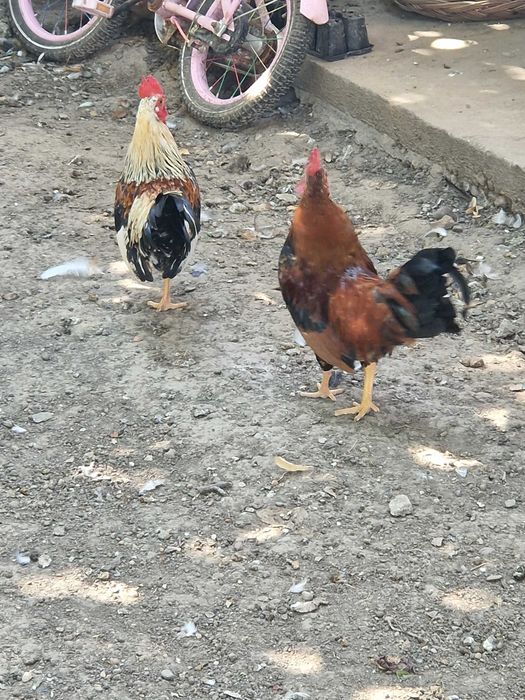 Cocoși kikiriki 6 bucăți