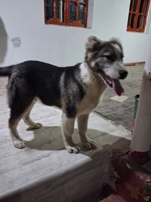 Кушык сатылады оте акылды