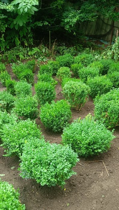 Самшит кустарник вечнозелёный