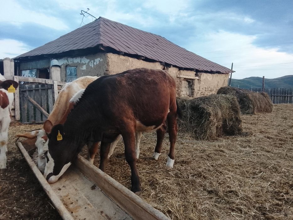 Продам телки и быки
