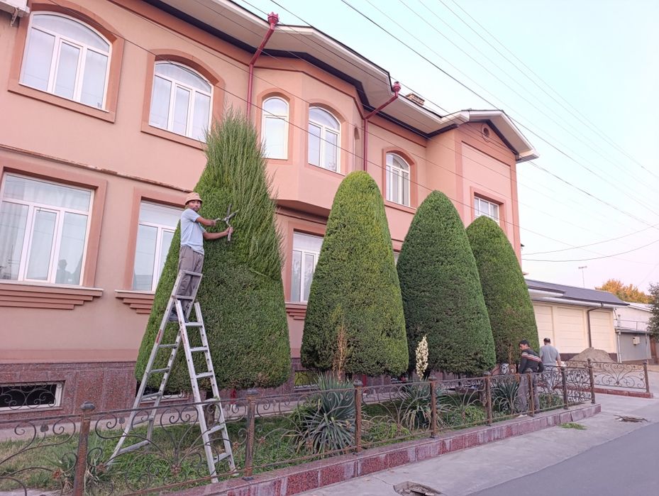 Archa kesish Арча кесиш Арча дорилаш хизмати