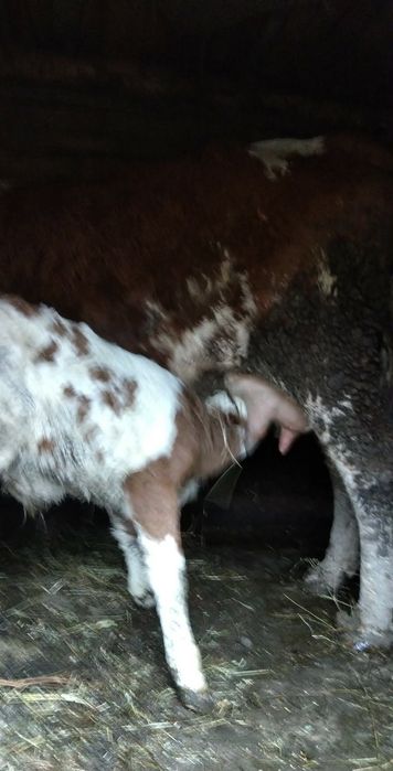 De vânzare vacă cu tăuraș de două săptămâni