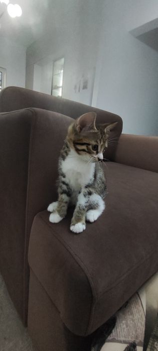 Котята бесплатно