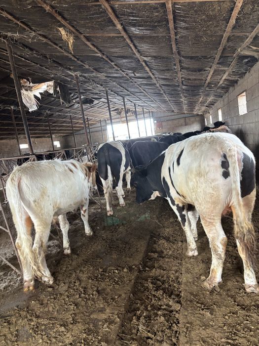 Продаются бычки …..