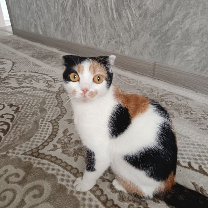 Домашние животные .