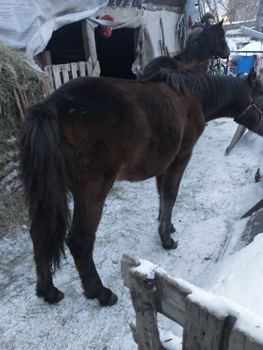 Продаються жеребята байтал