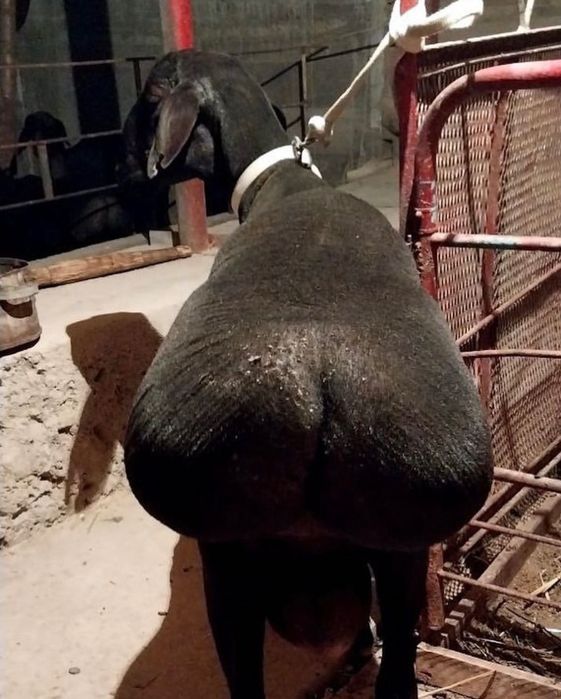 Aqiqa va Ehsonga tirik qo’ylar‼️