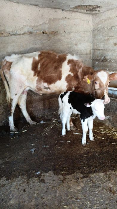 Бузаулы сиыр сатылады