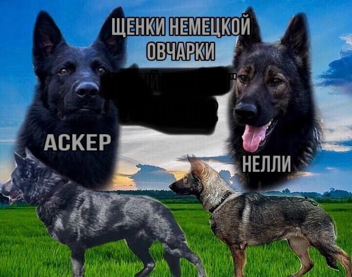 Отдам немецкую овчарку