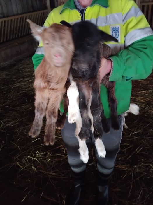 Vand ieduti de cresc la biberonu