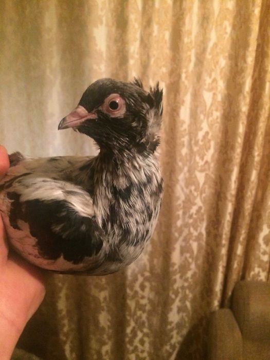 голуби тракия голуби