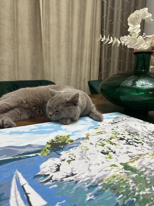 Кот британской породы
