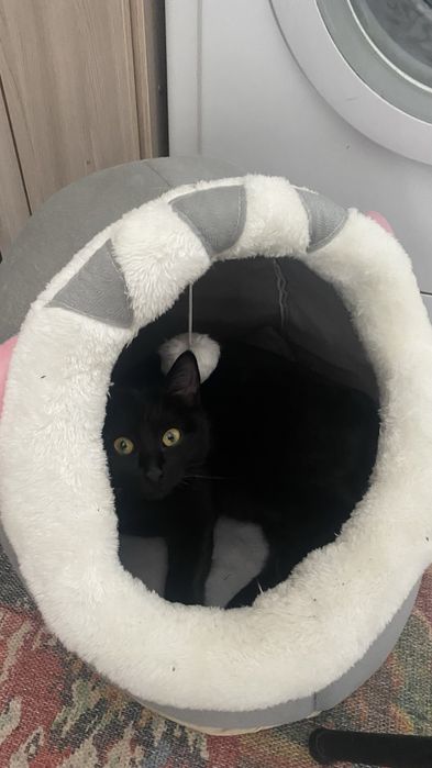 Отдам кошку в добрые руки