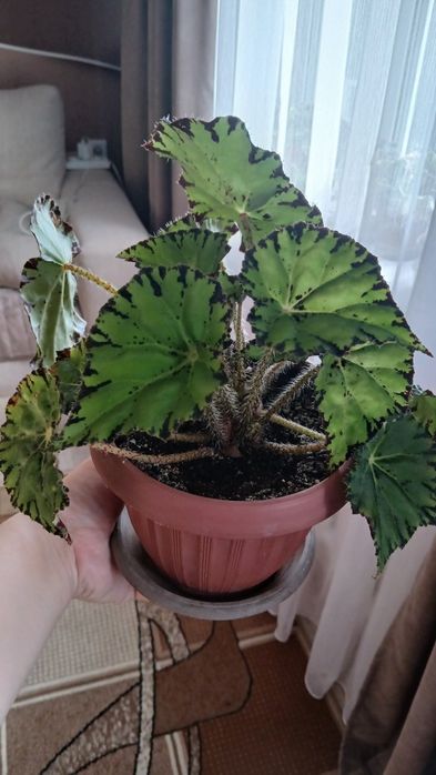 Комнатные цветы разные