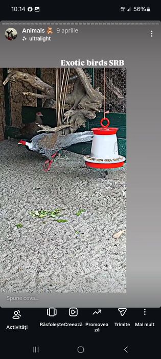 Păsări exotice la alegere