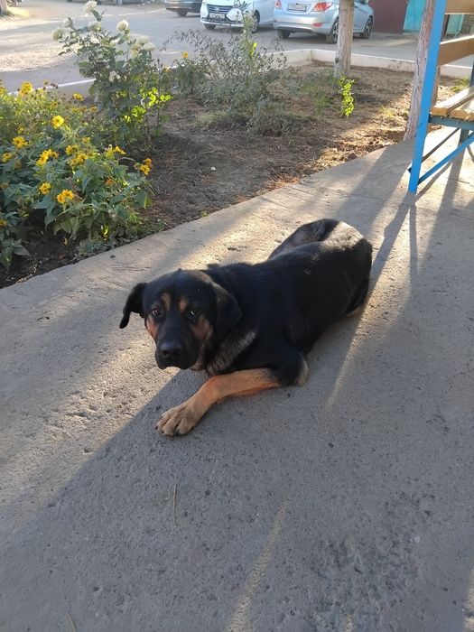 1 жылдық ит сатылады