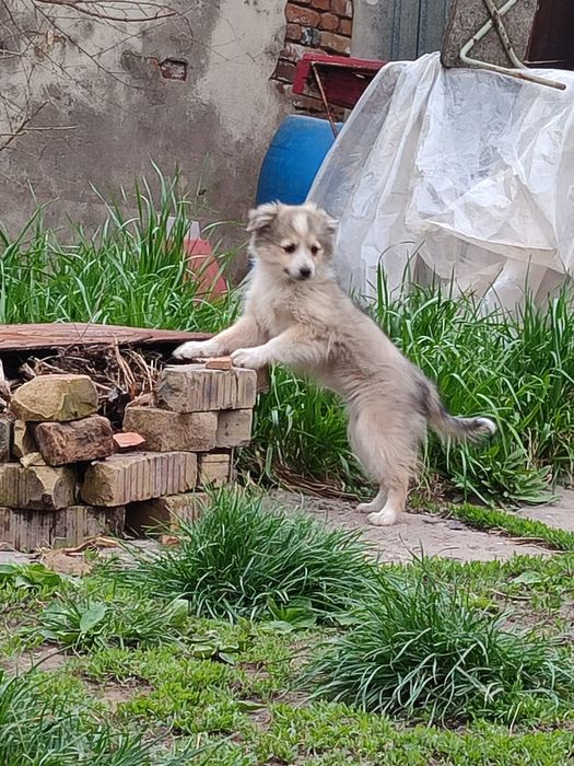 Отдам 3-месячных щенят