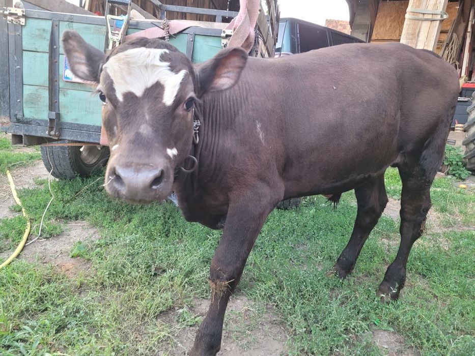 Vând viței două vițele și doi tăurași