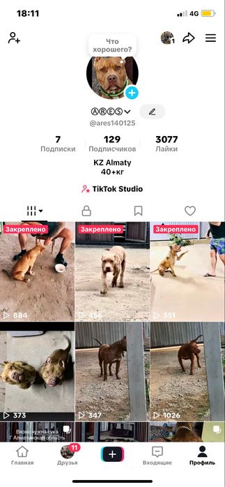 Вязка Питбуль чистокровый Кубинец