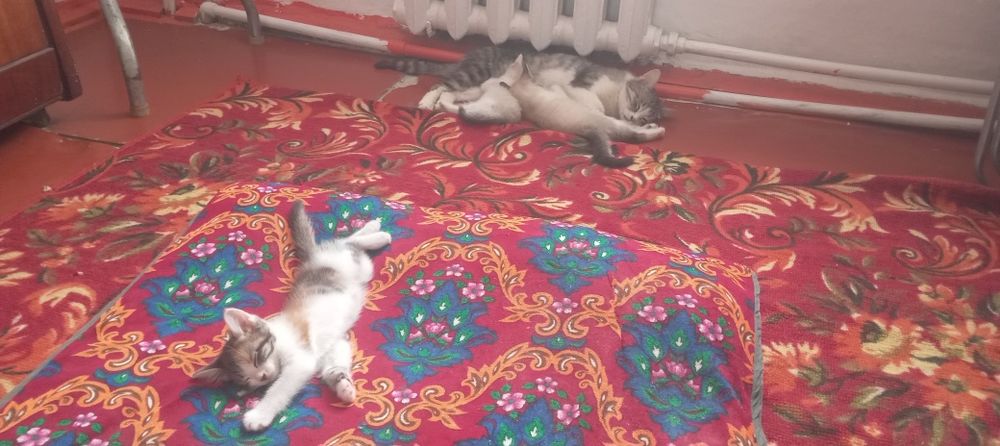 Кошка с тройней.