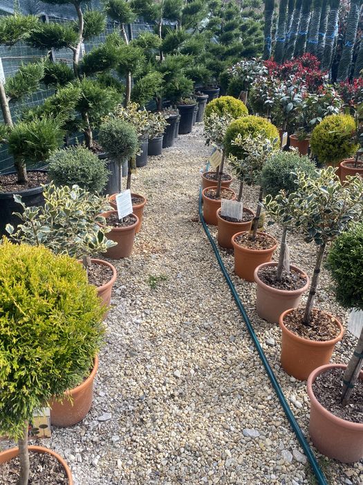 Copăcei pe tijă mai multe