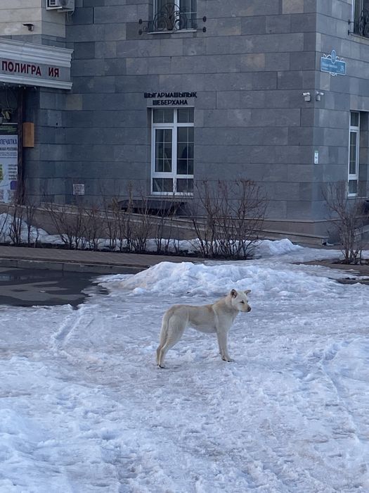 Ищем дом доброй собаке