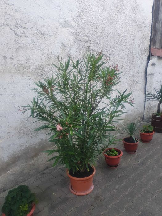 Vând LEANDRII de culoare roz, galben și roșii