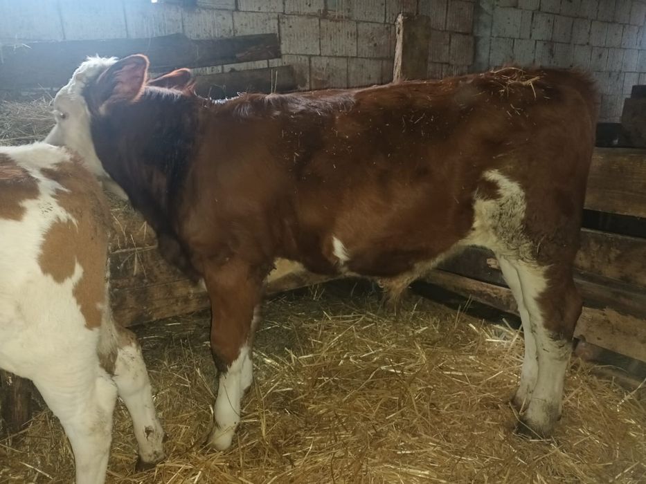 Vand 2 taurasi baltati