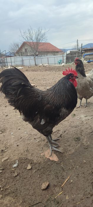 Pui australorp, pui țară