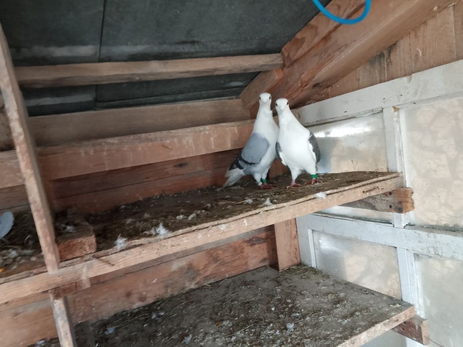 Porumbei pescăruș o pereche