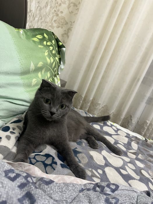 Продаются котята