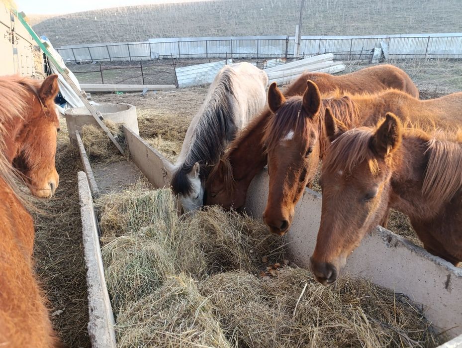 Продам лошадей, 3 кобыла, 2 жеребец