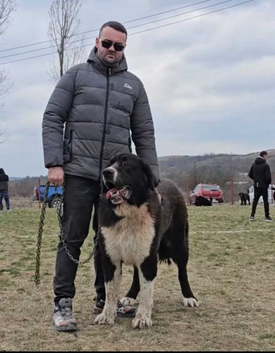Vand ciobanesc de bucovina