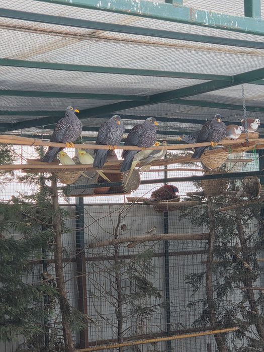 Vând Turturele Exotice