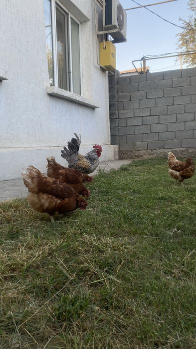 Ломан браун сатылады тауыктар