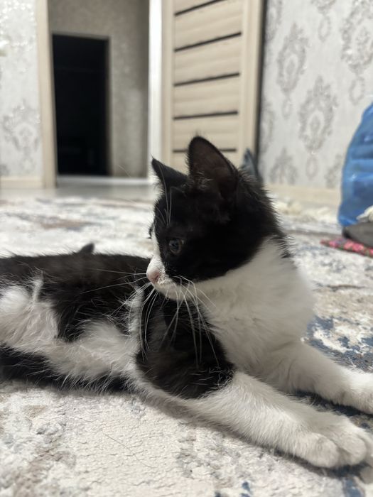 Отдаю котенка в добрые руки