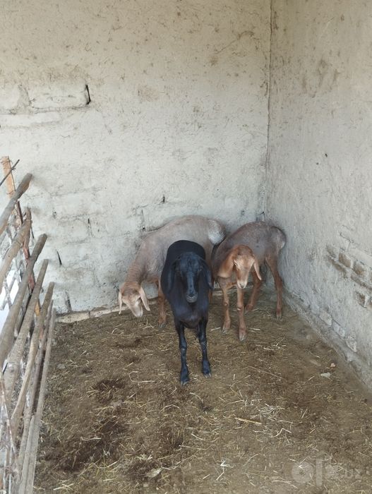 Kuylar sotiladi toza kuzilar