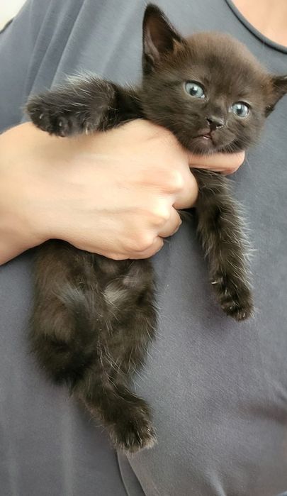 Котёнок девочка Астана