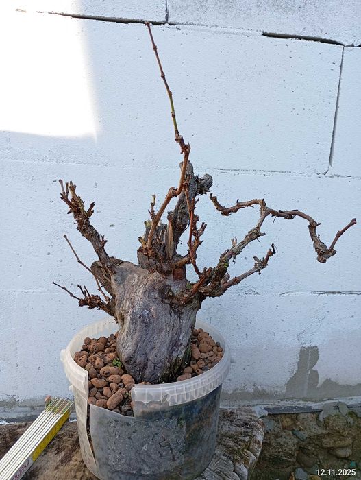 Pre-bonsai vita de vie