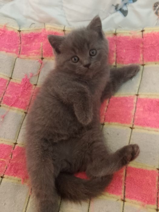 Котята Элитные котята