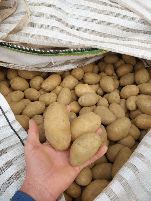 Cartofi sămânță IMPALA timpuriu